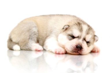 Beyaz arka planda sevimli Sibirya Husky köpeği