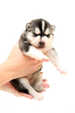 Beyaz arka planda sevimli Sibirya Husky köpeği