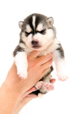 Beyaz arka planda sevimli Sibirya Husky köpeği