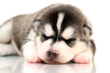 Beyaz arka planda sevimli Sibirya Husky köpeği