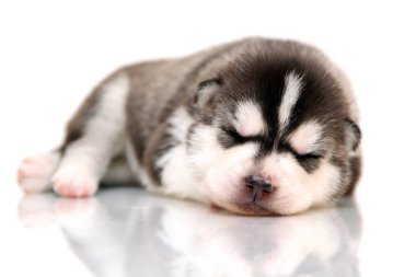 Beyaz arka planda sevimli Sibirya Husky köpeği