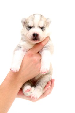 Beyaz arka planda sevimli Sibirya Husky köpeği