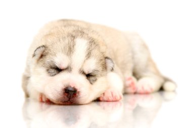 Beyaz arka planda sevimli Sibirya Husky köpeği