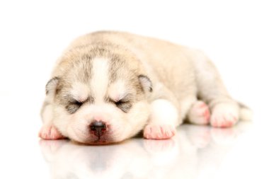 Beyaz arka planda sevimli Sibirya Husky köpeği