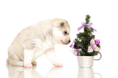 Beyaz arka planda sevimli Sibirya Husky köpeği