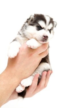 Beyaz arka planda sevimli Sibirya Husky köpeği