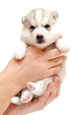 Beyaz arka planda sevimli Sibirya Husky köpeği