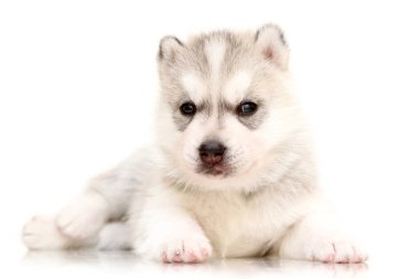 Beyaz arka planda sevimli Sibirya Husky köpeği
