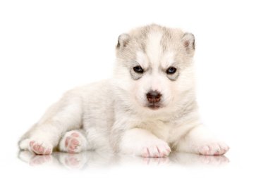 Beyaz arka planda sevimli Sibirya Husky köpeği