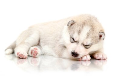 Beyaz arka planda sevimli Sibirya Husky köpeği