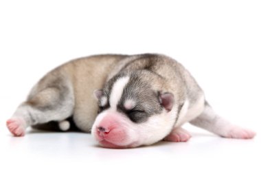 Beyaz arka planda sevimli Sibirya Husky köpeği