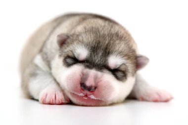 Beyaz arka planda sevimli Sibirya Husky köpeği