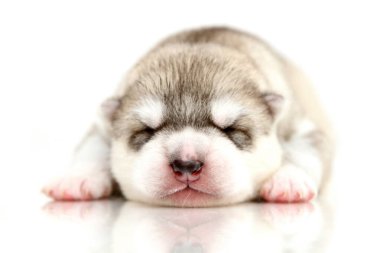 Beyaz arka planda sevimli Sibirya Husky köpeği