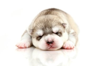 Beyaz arka planda sevimli Sibirya Husky köpeği