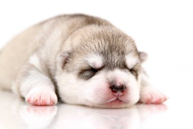 Beyaz arka planda sevimli Sibirya Husky köpeği