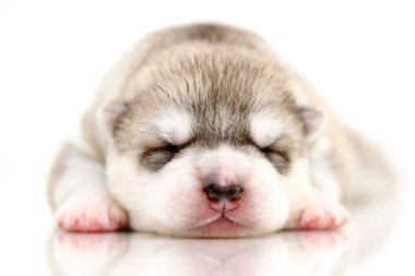 Beyaz arka planda sevimli Sibirya Husky köpeği