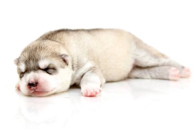 Beyaz arka planda sevimli Sibirya Husky köpeği