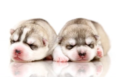 Beyaz arka planda sevimli Sibirya Husky yavruları