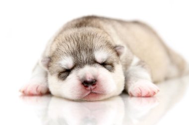 Beyaz arka planda sevimli Sibirya Husky köpeği