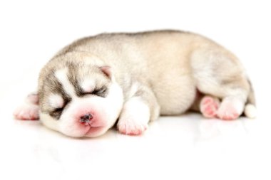 Beyaz arka planda sevimli Sibirya Husky köpeği