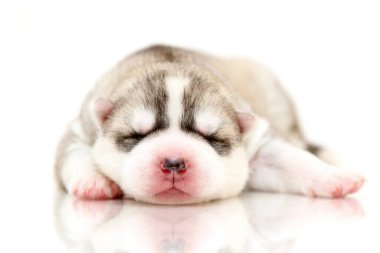 Beyaz arka planda sevimli Sibirya Husky köpeği