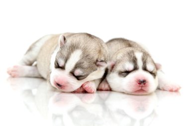 Beyaz arka planda sevimli Sibirya Husky yavruları