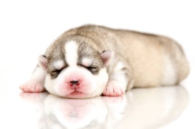 Beyaz arka planda sevimli Sibirya Husky köpeği