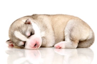 Beyaz arka planda sevimli Sibirya Husky köpeği