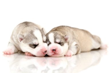 Beyaz arka planda sevimli Sibirya Husky yavruları