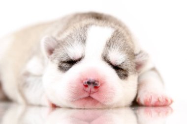 Beyaz arka planda sevimli Sibirya Husky köpeği