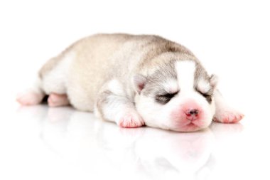 Beyaz arka planda sevimli Sibirya Husky köpeği