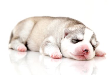 Beyaz arka planda sevimli Sibirya Husky köpeği