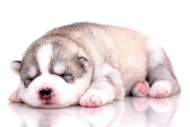 Beyaz arka planda sevimli Sibirya Husky köpeği