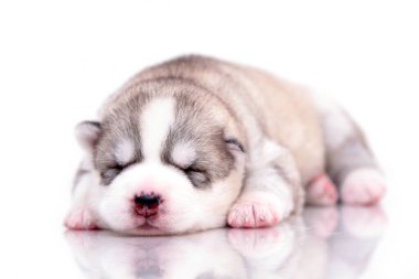 Beyaz arka planda sevimli Sibirya Husky köpeği