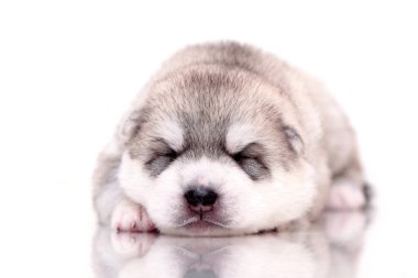 Beyaz arka planda sevimli Sibirya Husky köpeği