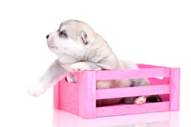 Beyaz arka planda sevimli Sibirya Husky köpeği