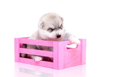 Beyaz arka planda sevimli Sibirya Husky köpeği