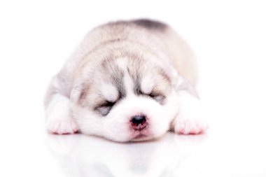 Beyaz arka planda sevimli Sibirya Husky köpeği