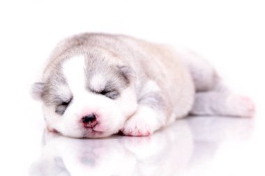 Beyaz arka planda sevimli Sibirya Husky köpeği