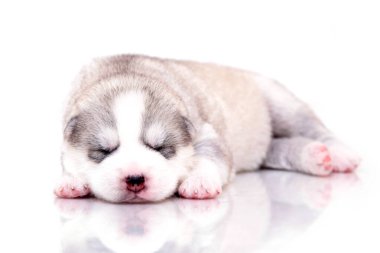 Beyaz arka planda sevimli Sibirya Husky köpeği