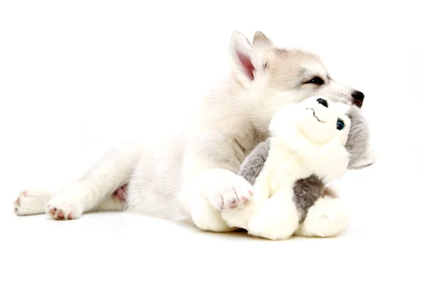 Adorable Cachorro Husky Siberiano Sobre Fondo Blanco —  Fotos de Stock