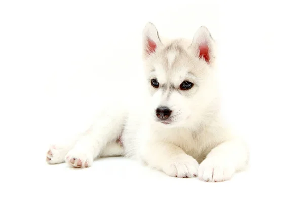 Adorável Siberian Husky Filhote Cachorro Fundo Branco — Fotografia de Stock