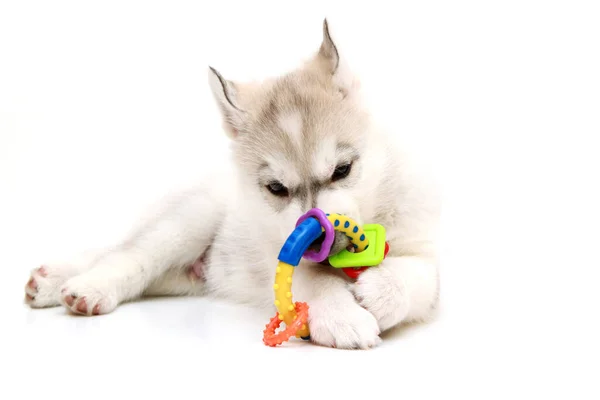 Adorable Cachorro Husky Siberiano Sobre Fondo Blanco — Foto de Stock