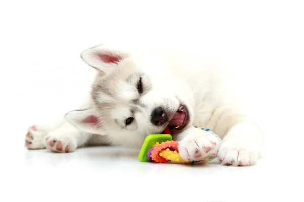 Adorável Siberian Husky Filhote Cachorro Fundo Branco — Fotografia de Stock