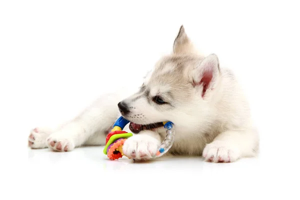 可敬的西伯利亚哈士奇犬 白色背景 — 图库照片