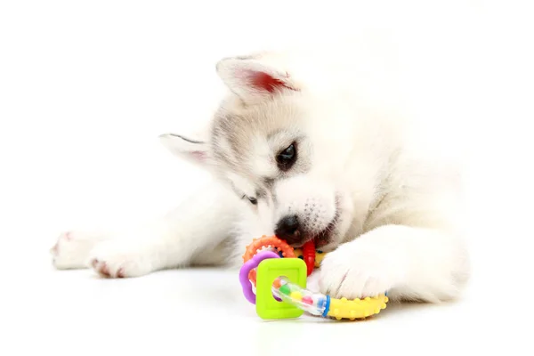 Adorable Cachorro Husky Siberiano Sobre Fondo Blanco — Foto de Stock