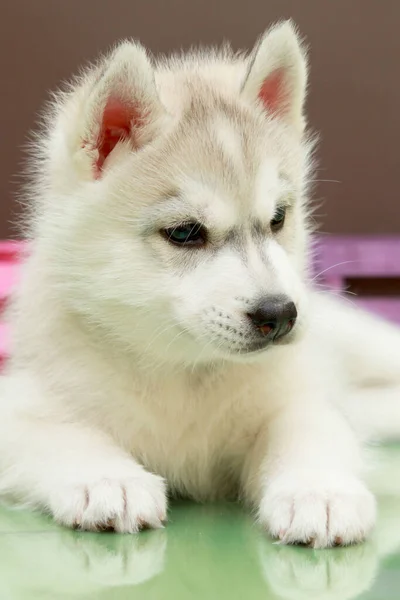 Schattige Siberische Husky Puppy Witte Achtergrond — Stockfoto