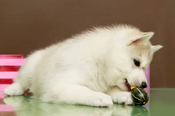 Uroczy Syberyjski Szczeniak Husky Białym Tle — Zdjęcie stockowe