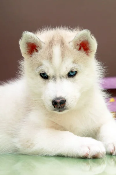 Adorable Chiot Husky Sibérien Sur Fond Studio — Photo