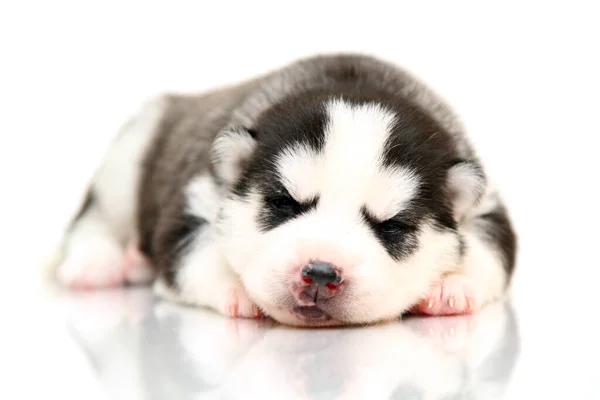 Søte Sibirske Husky Valp Med Hvit Bakgrunn – stockfoto